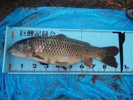 鯉釣り・IN大阪 釣行日記